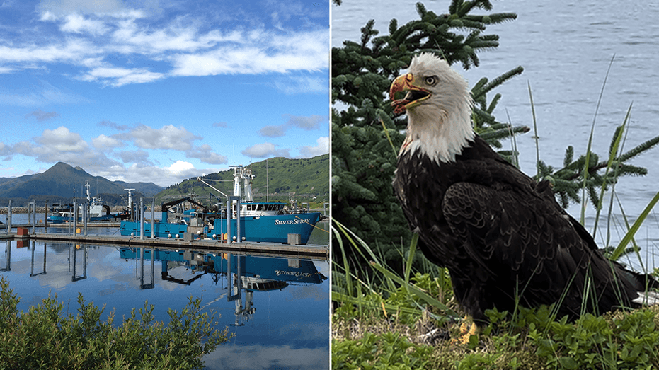 Aggressive Bald Eagle Attacks in Kodiak, Alaska