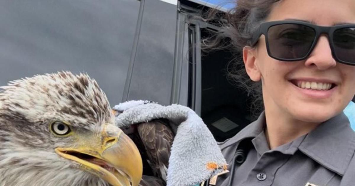 Injured Bald Eagle Rescued and Rehabilitated