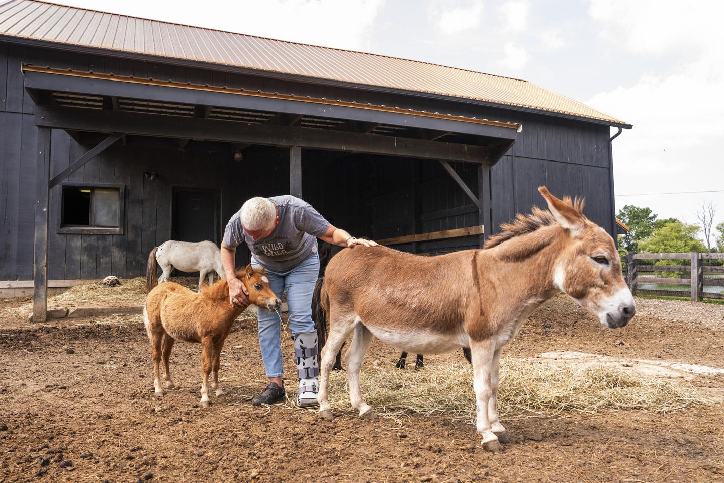 Rising Popularity of Miniature Farm Animals in America