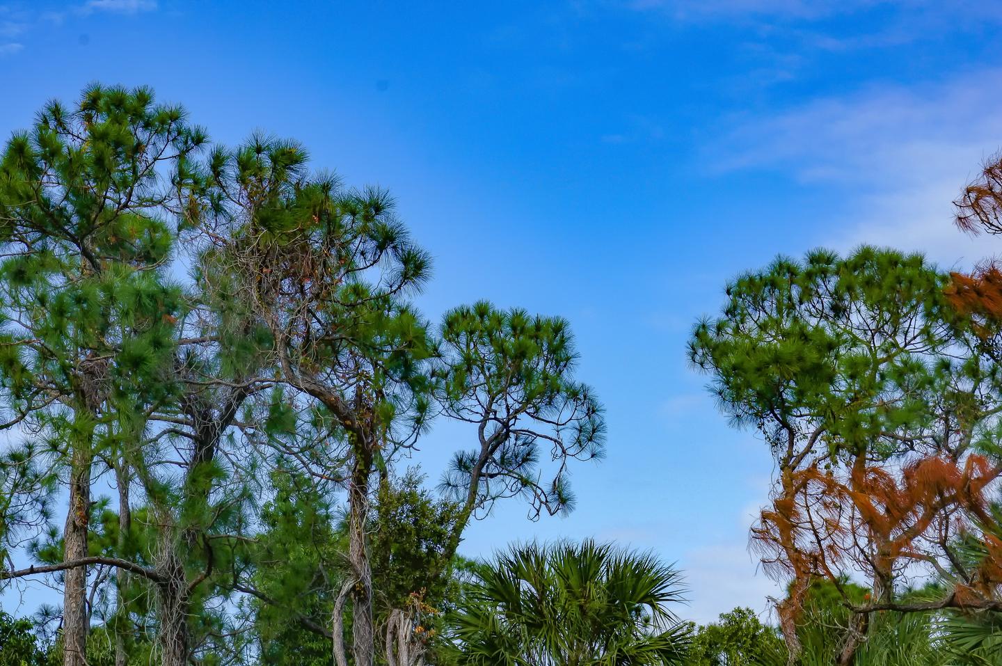 Tuskegee Dunes Foundation Withdraws Golf Course Proposal