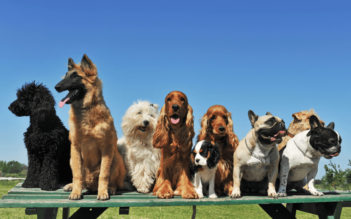 Care Homes Celebrate International Dog Day