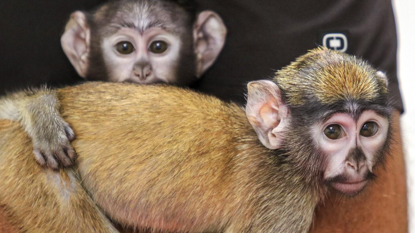 Rosamond Gifford Zoo Welcomes Baby Monkeys