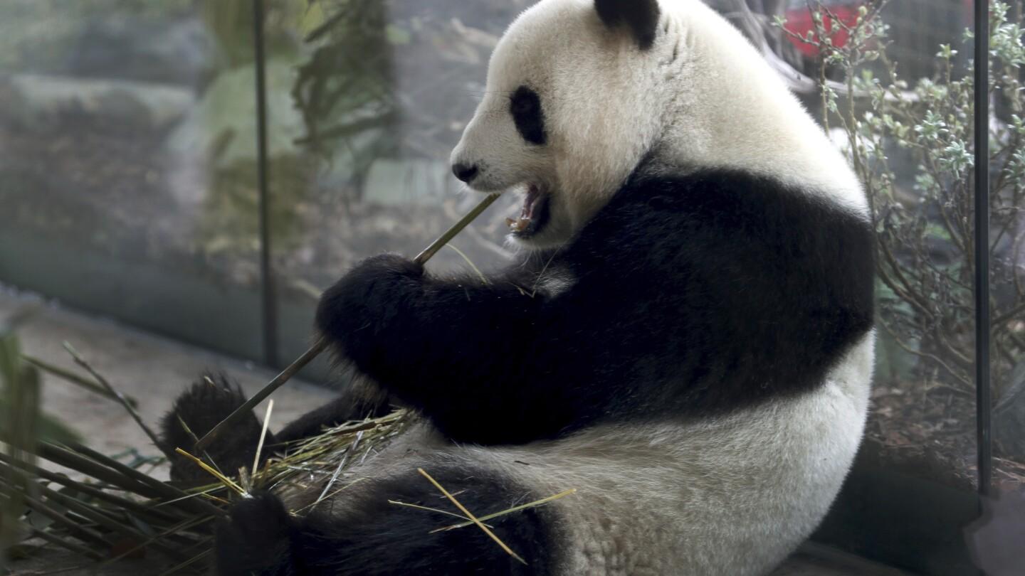 Meng Meng Gives Birth to Twin Panda Cubs