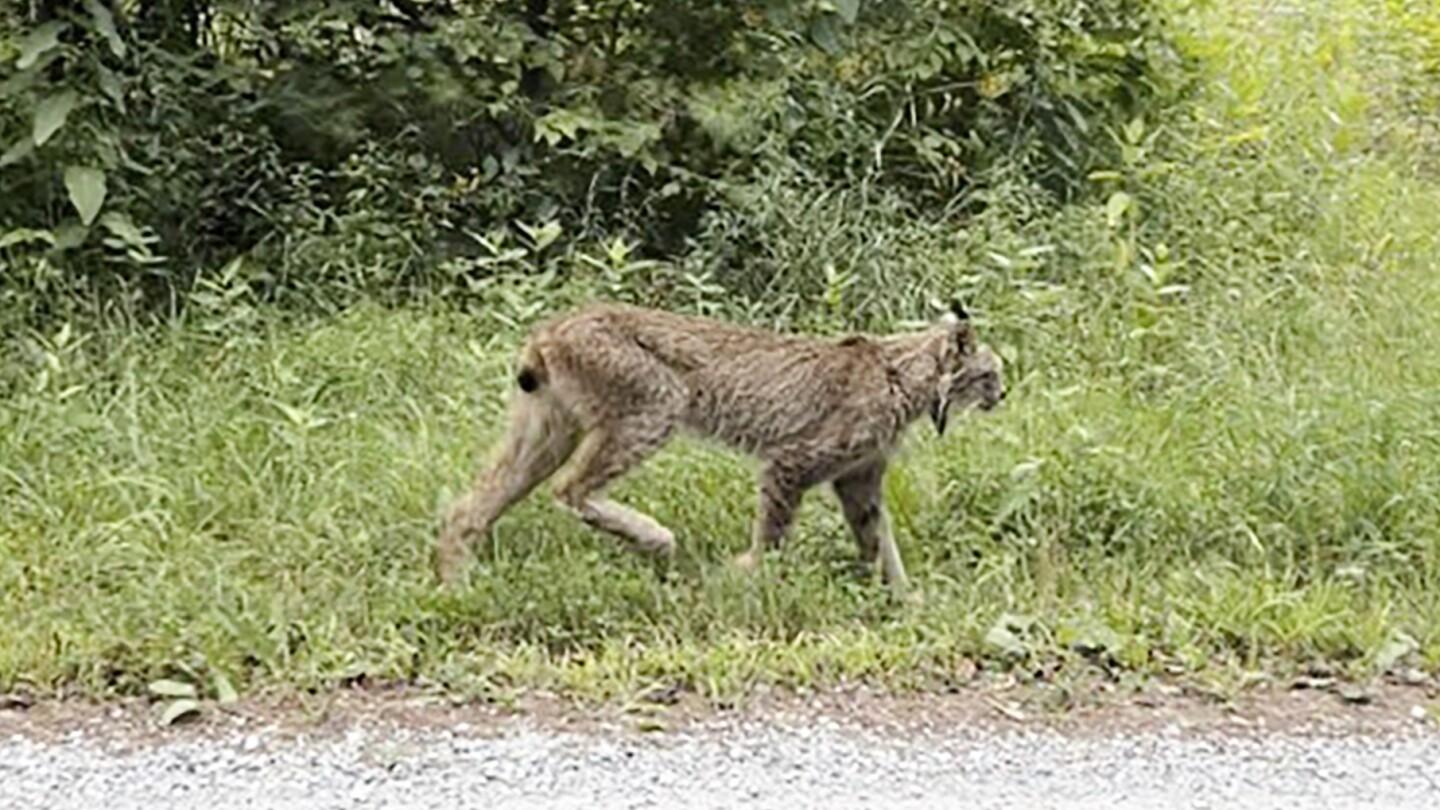 Canada Lynx Spotted in Vermont After Six Years