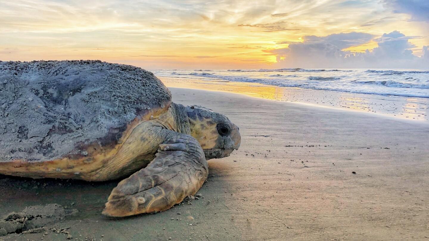 Congress Moves to Fund Sea Turtle Rescue Act