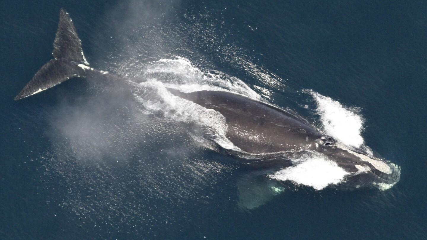 Proposed Ship Speed Rule to Protect Right Whales