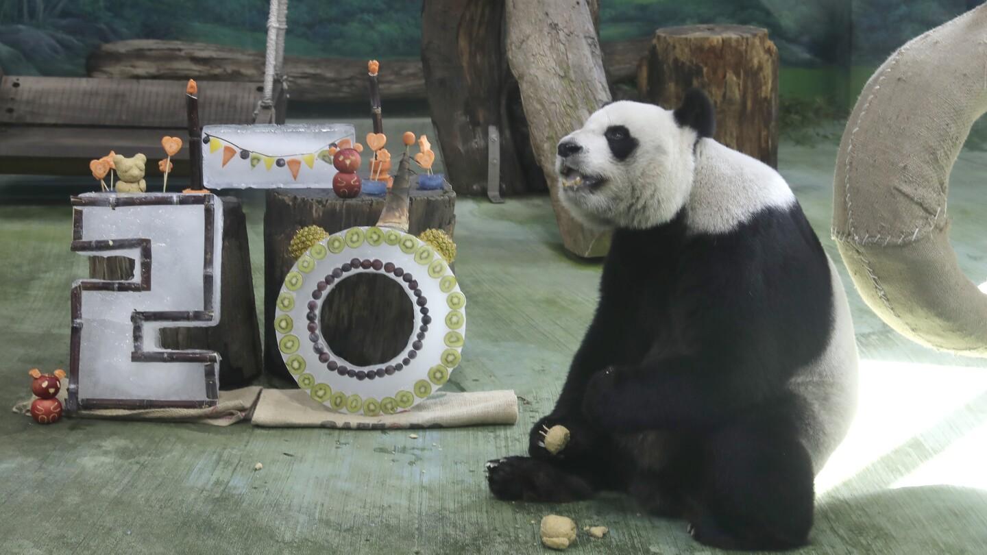 Taipei Zoo Panda Yuanyuan Turns 20