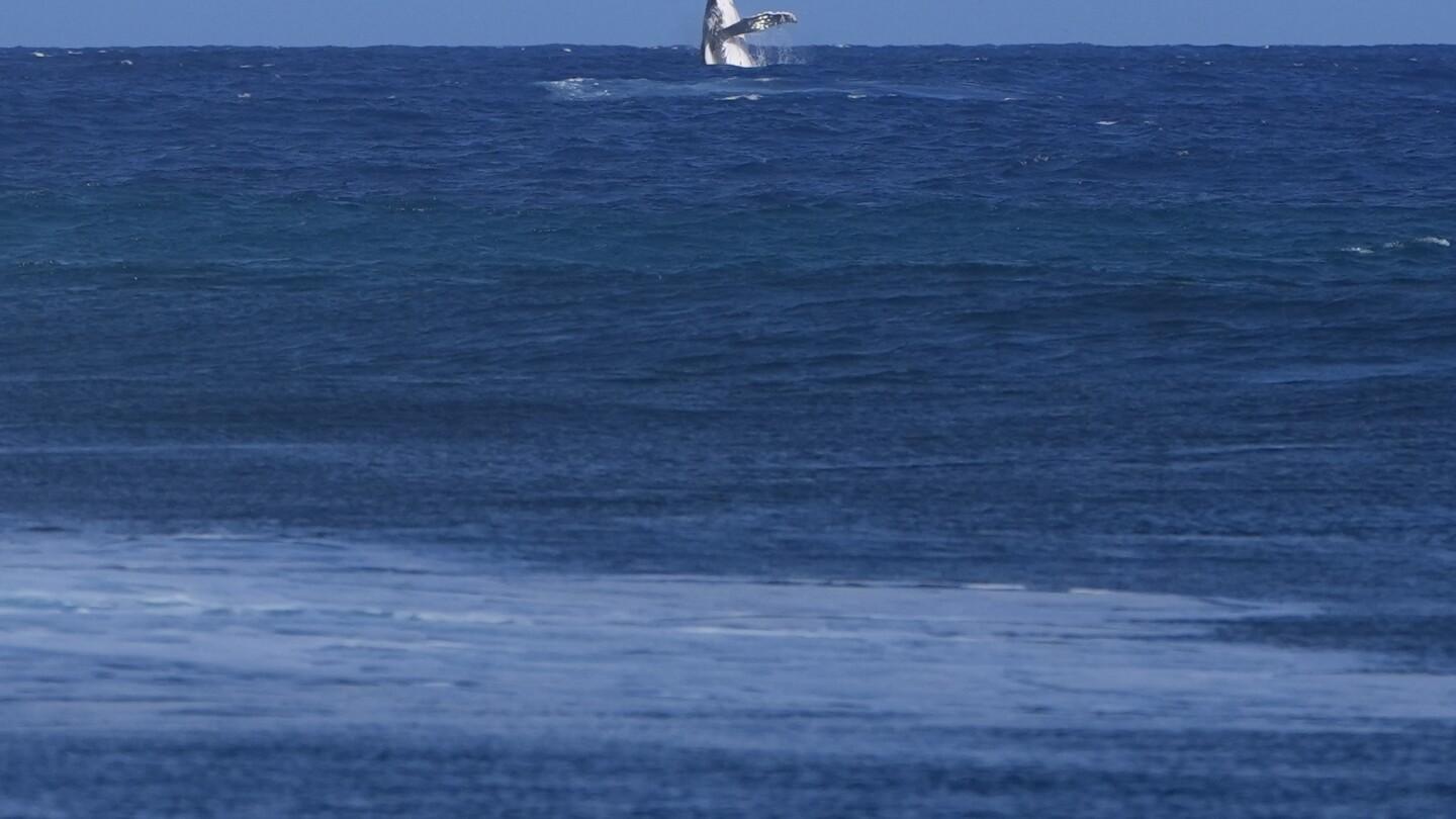 Whale Surprises Athletes at Olympic Surfing Finals