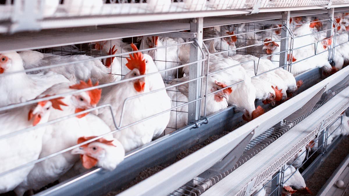 Highly Pathogenic Avian Flu Spreads to Livestock