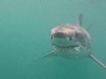 Video of great white shark