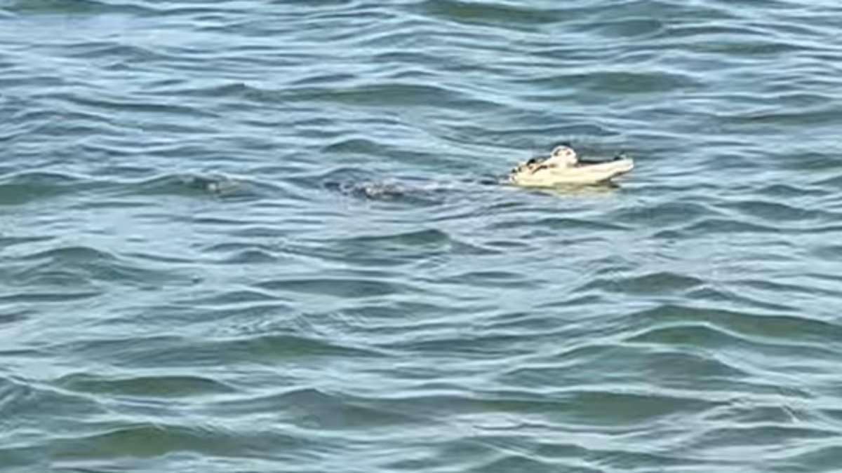 Alligator on Lake Erie