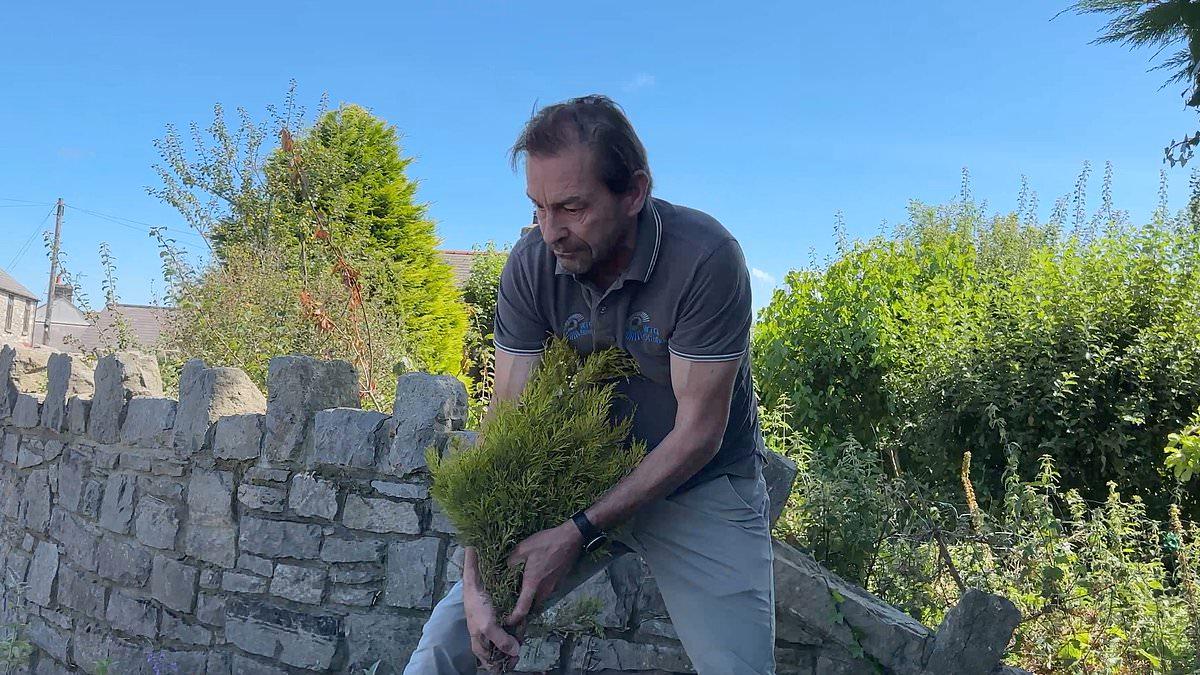 Dispute Erupts Over Community Flower Bed in Wales