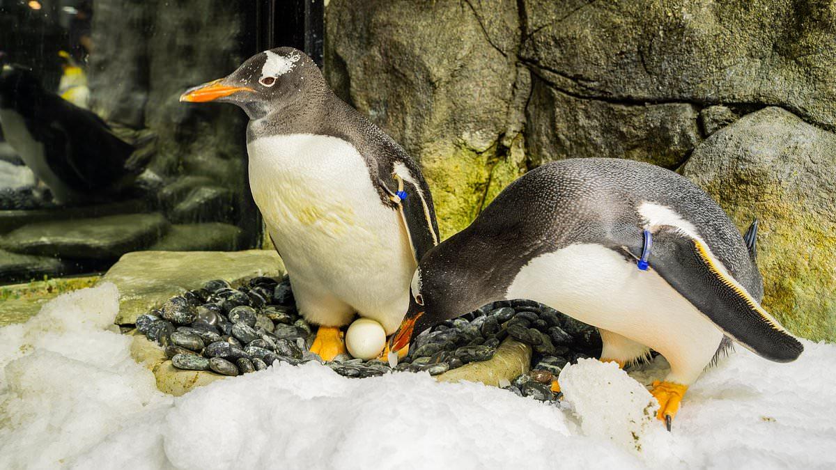 Penguin Sphen, Symbol of Equality, Dies at 11