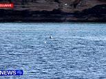 Rescue Operation Frees Humpback Whale in Sydney