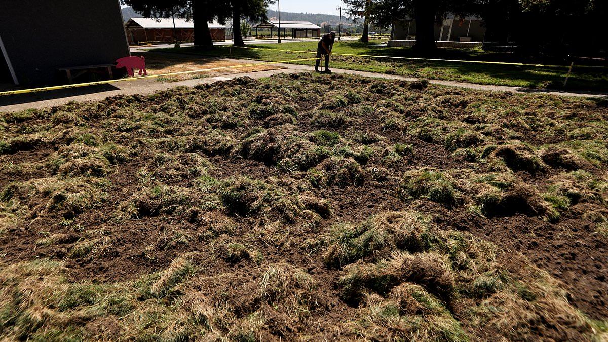 Wild Boars Cause Damage at California School