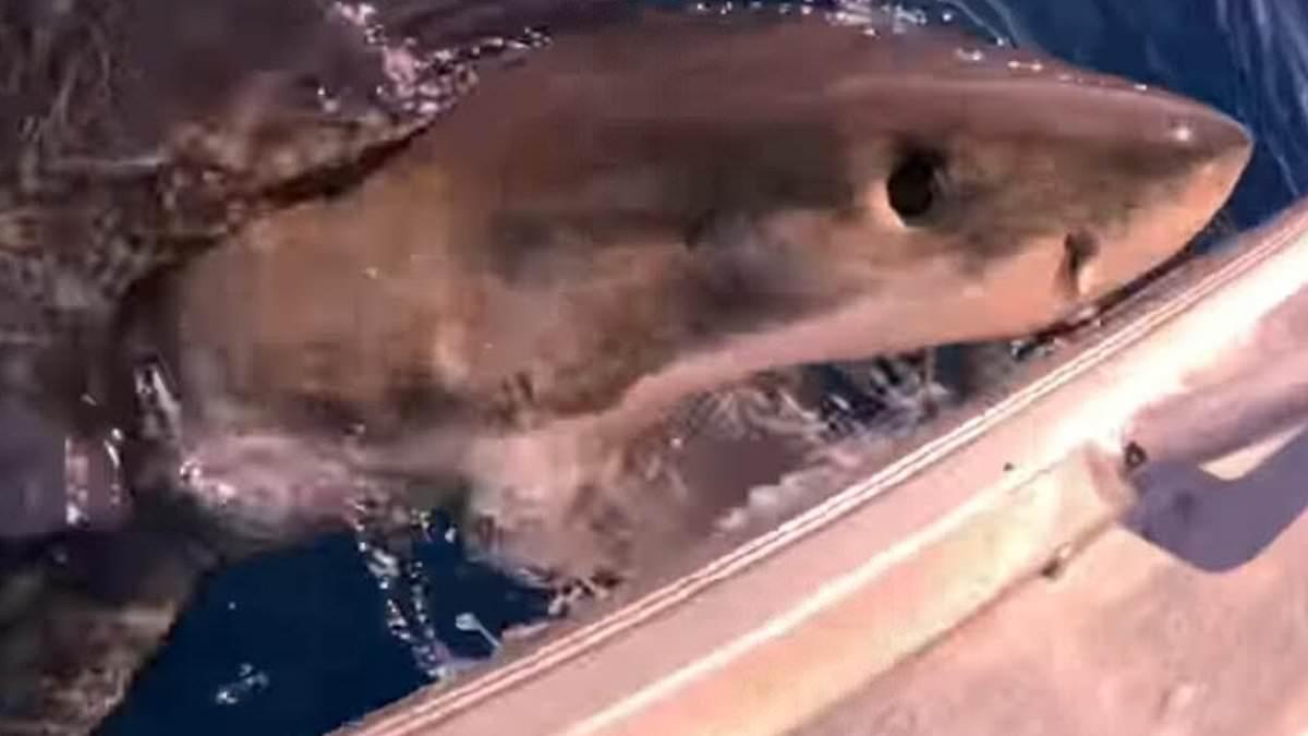 Great White Shark Bites Fishing Boat in Australia