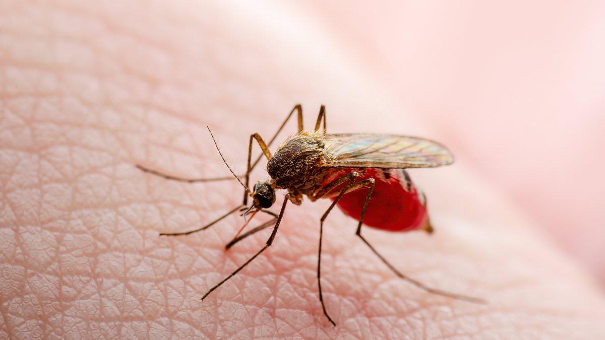 Five Die from West Nile Virus in Spain