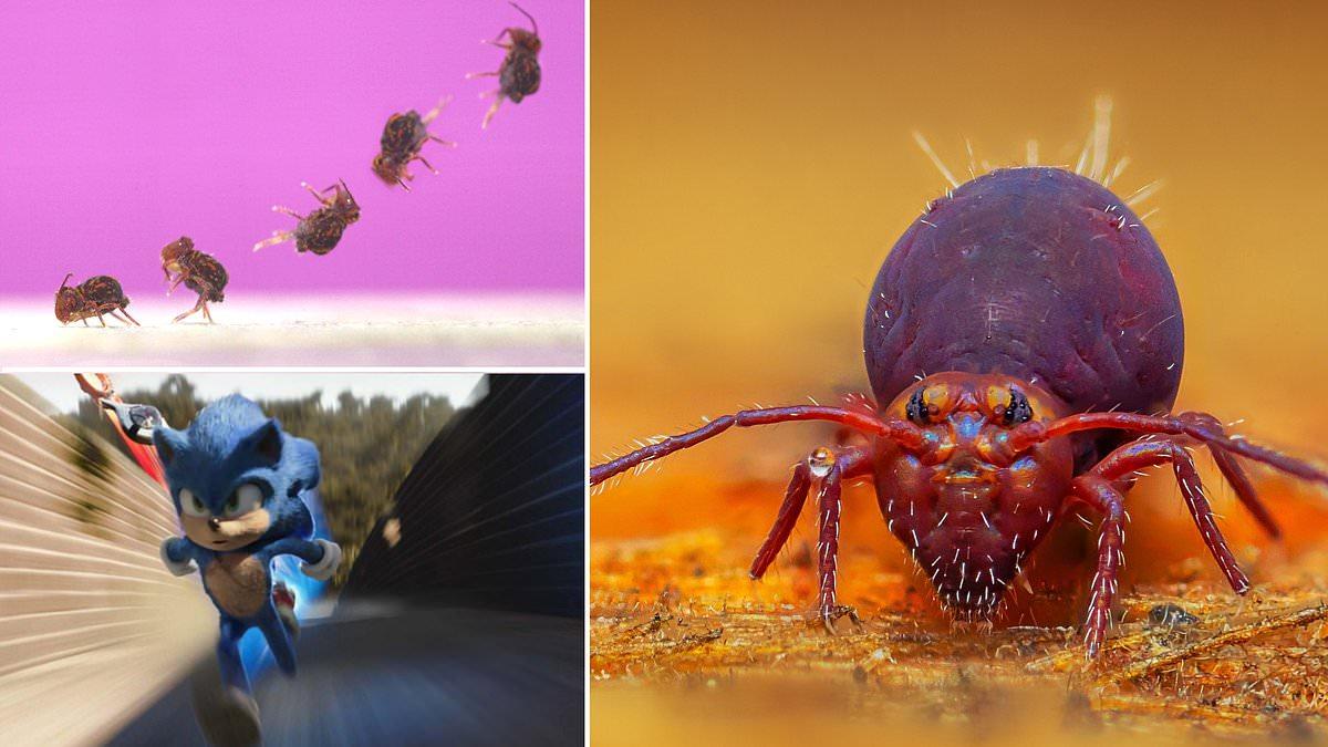 Study Reveals Springtails' Fast Backflips