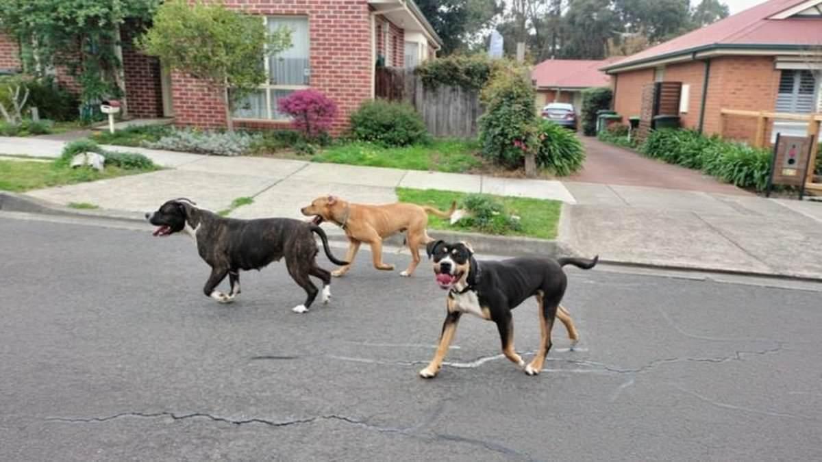 Mum mauled by dogs