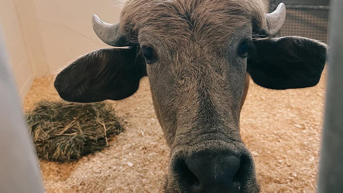 Water Buffalo Phill Rescued by Iowa Sanctuary