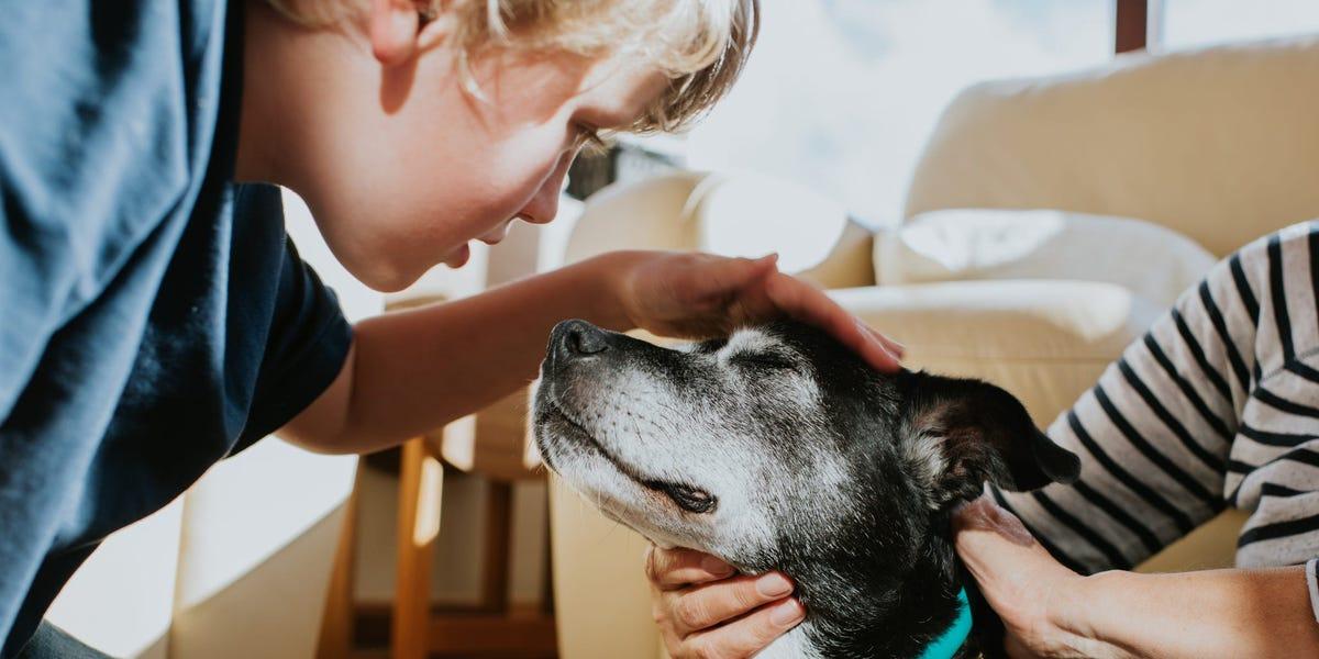 Study: Breed, Size, Face Shape Impact Dog Lifespan