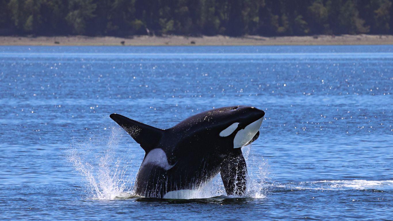 Surge in Bigg's Killer Whale Sightings in Salish Sea