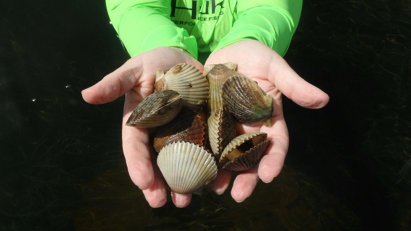 Pasco County Reopens Bay Scallop Season