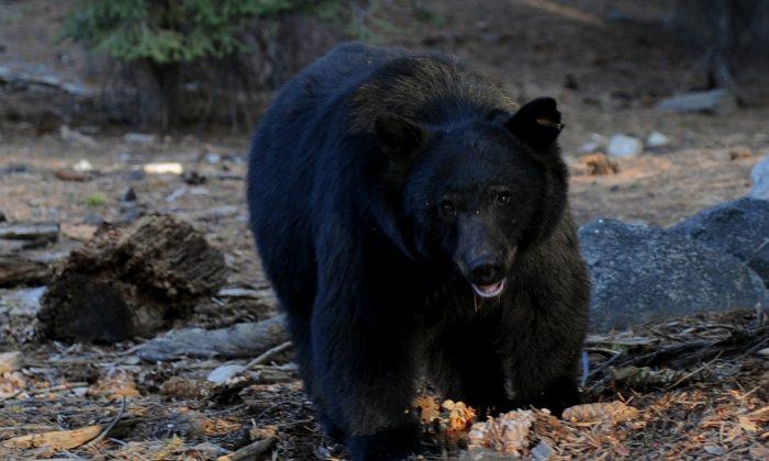 Black Bear Attacks Three-Year-Old Girl in Montana