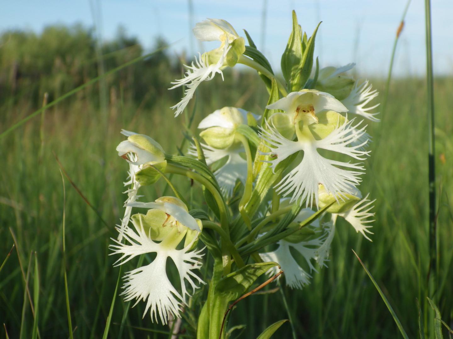 Rare Orchids Discovered in Galway and Utah