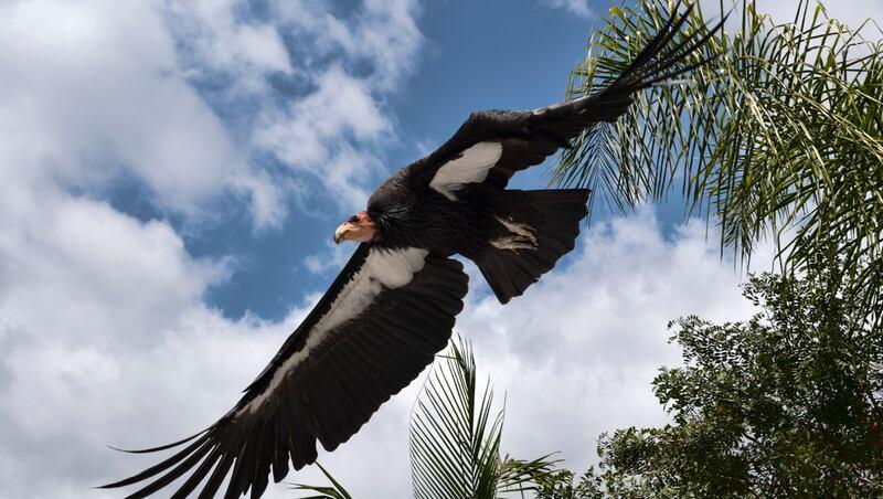 Condors Illegally Killed in Utah, Public Help Sought