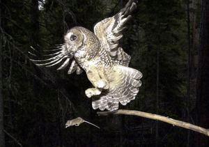 U.S. Finalizes Plan to Cull Barred Owls