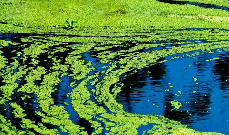 Blue-green algae on Lake Shawnee