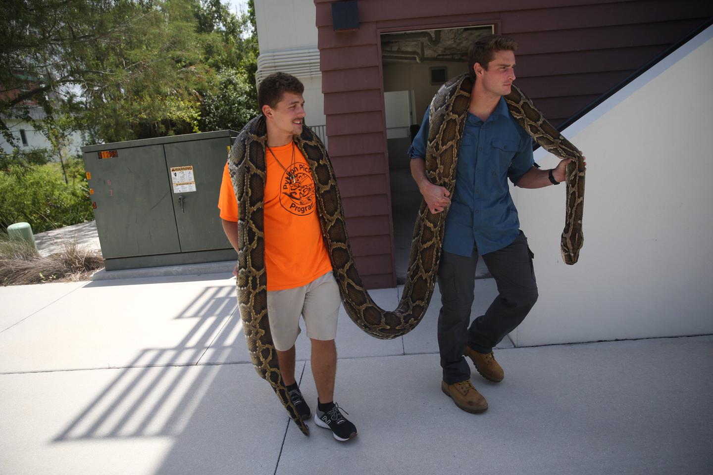 2024 Florida Python Challenge Begins