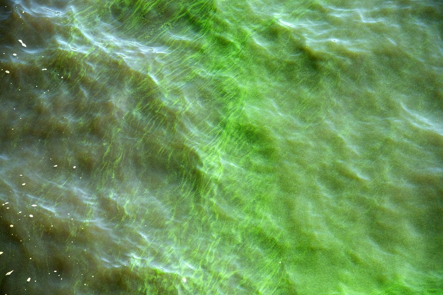 Warnings Issued for Harmful Blue-green Algae Blooms