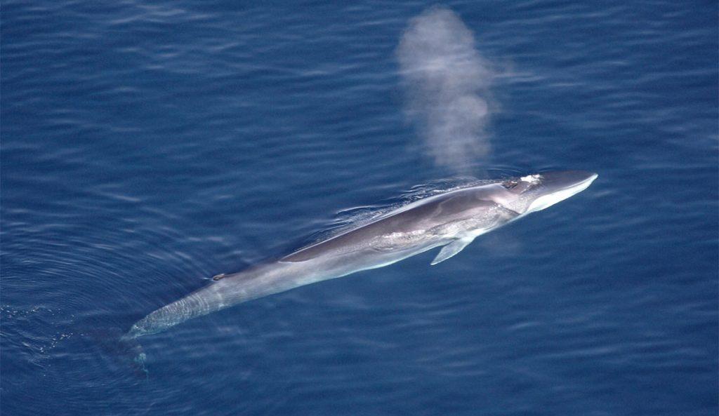 Japan Resumes Fin Whaling, Global Backlash Ensues