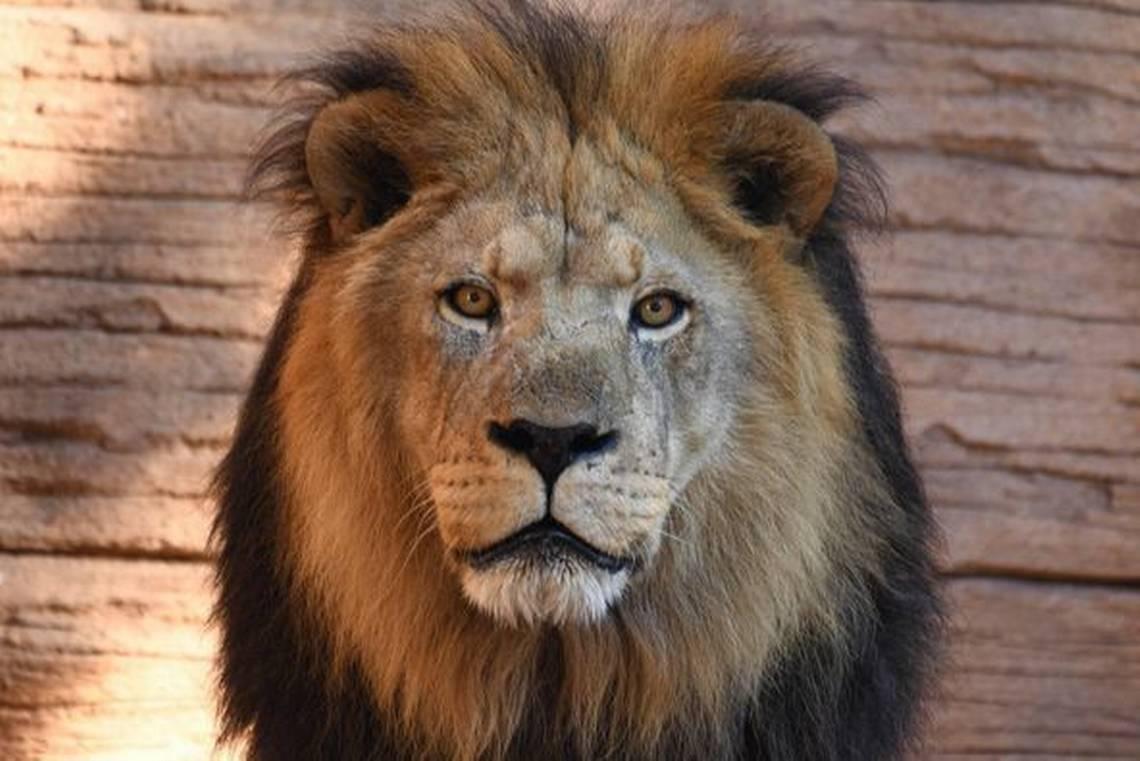 Riverbanks Zoo Mourns Beloved Lion Zuri