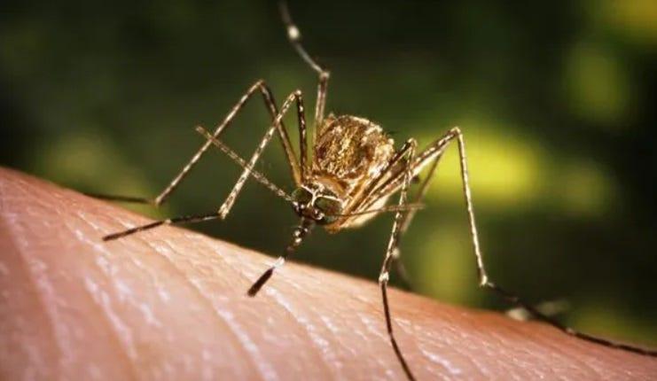 West Nile Virus Detected in Multiple US Counties