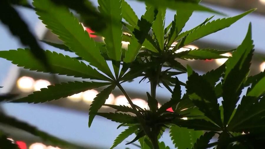 Mansfield Council Votes on Cannabis Regulations