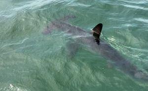 Hammerhead shark off Cape Cod