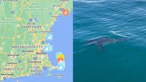 Increased Shark Sightings Prompts Coastal Vigilance