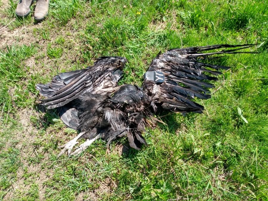 Two Endangered California Condors Shot in Utah