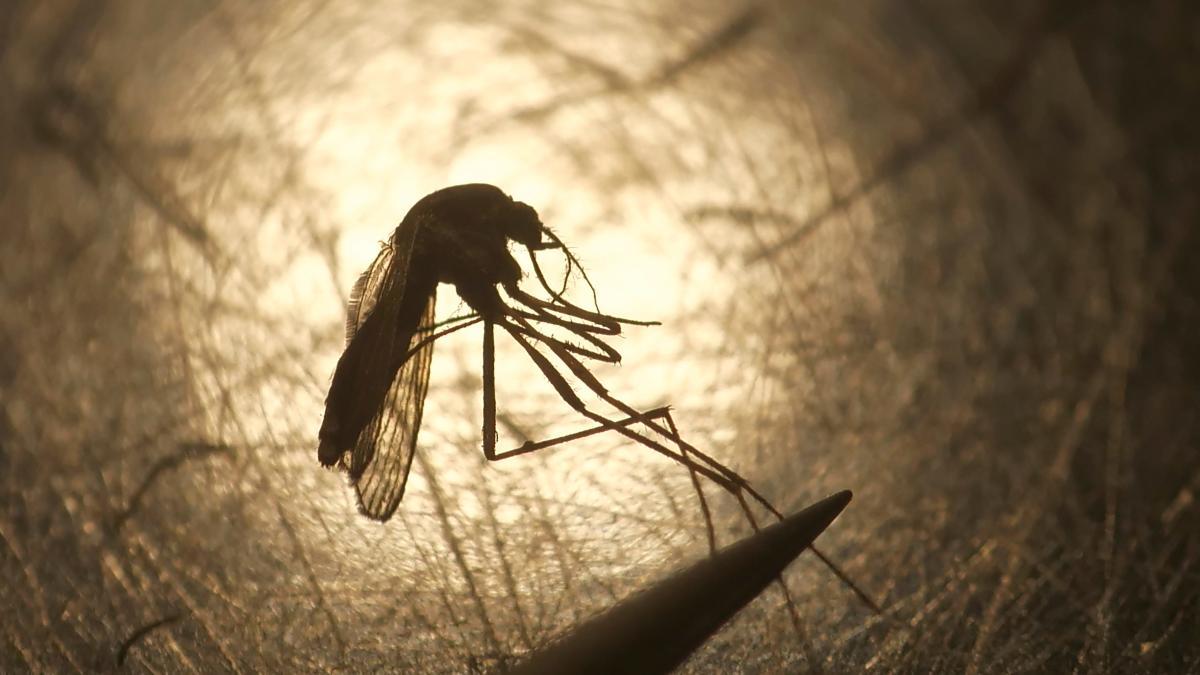 West Nile Virus Cases Rise Across Multiple States