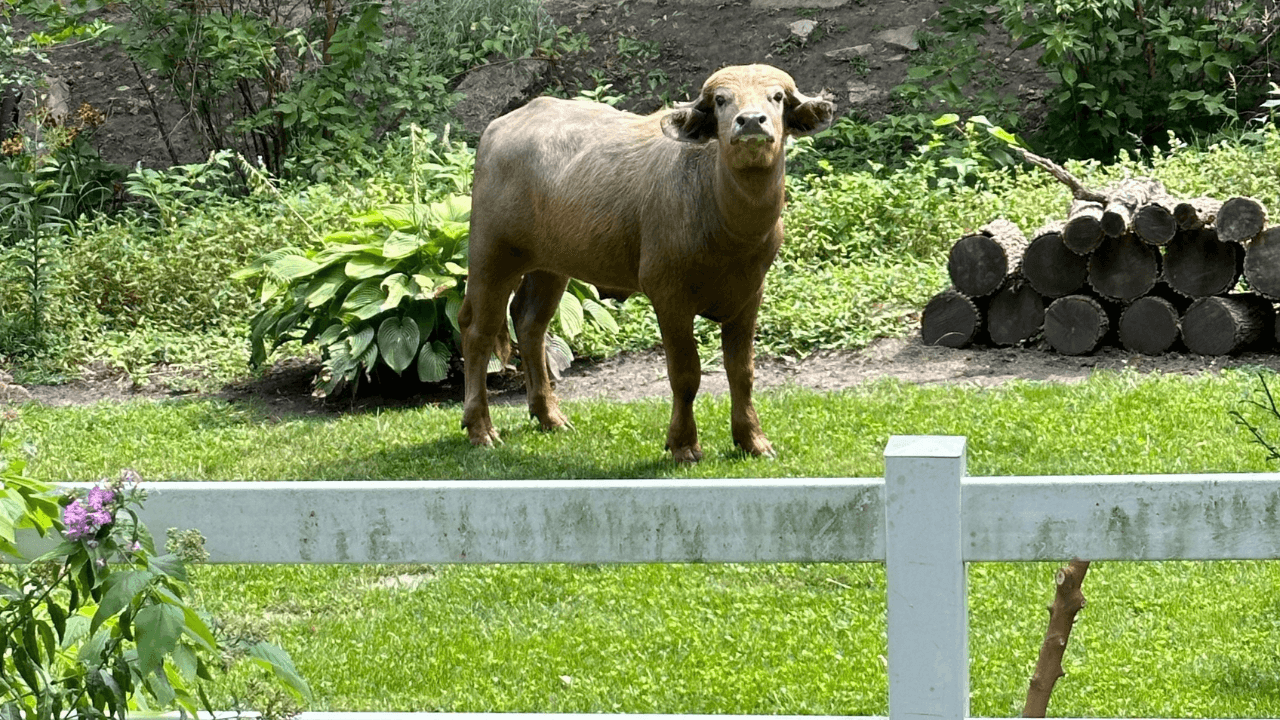 Injured Water Buffalo Escapes in Iowa