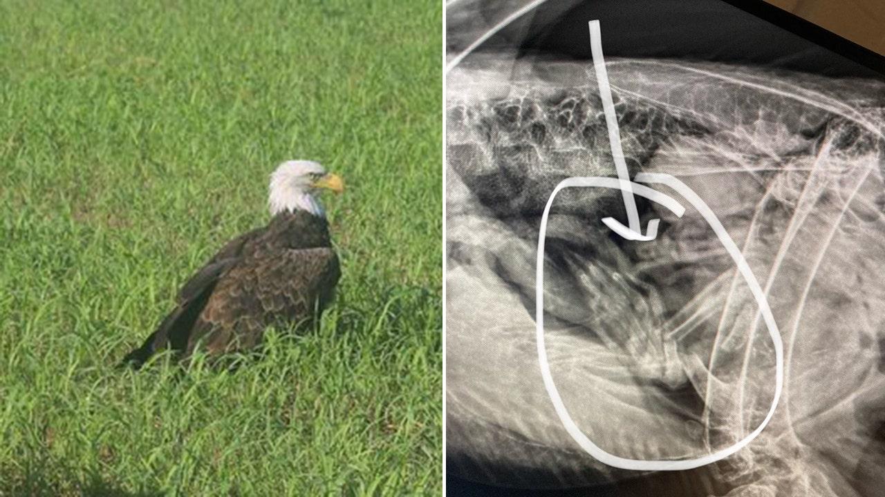 Bald Eagle Rescued, Overweight from Roadkill