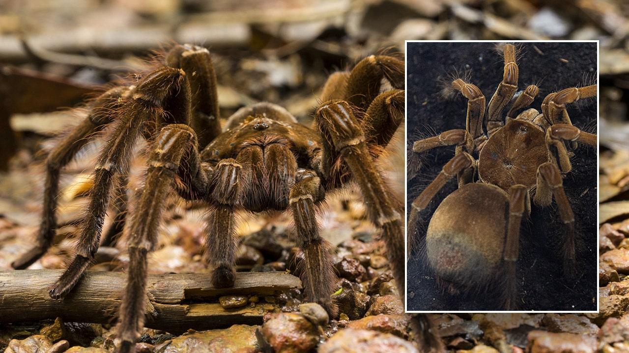 Fen Raft Spider Population Rebounds in UK