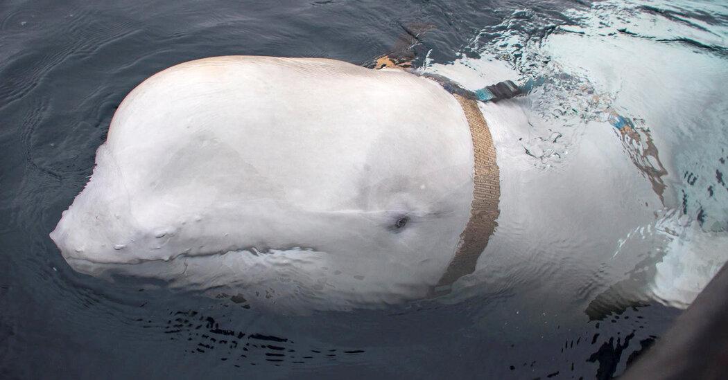 Hvaldimir the Beluga Whale Found Dead in Norway